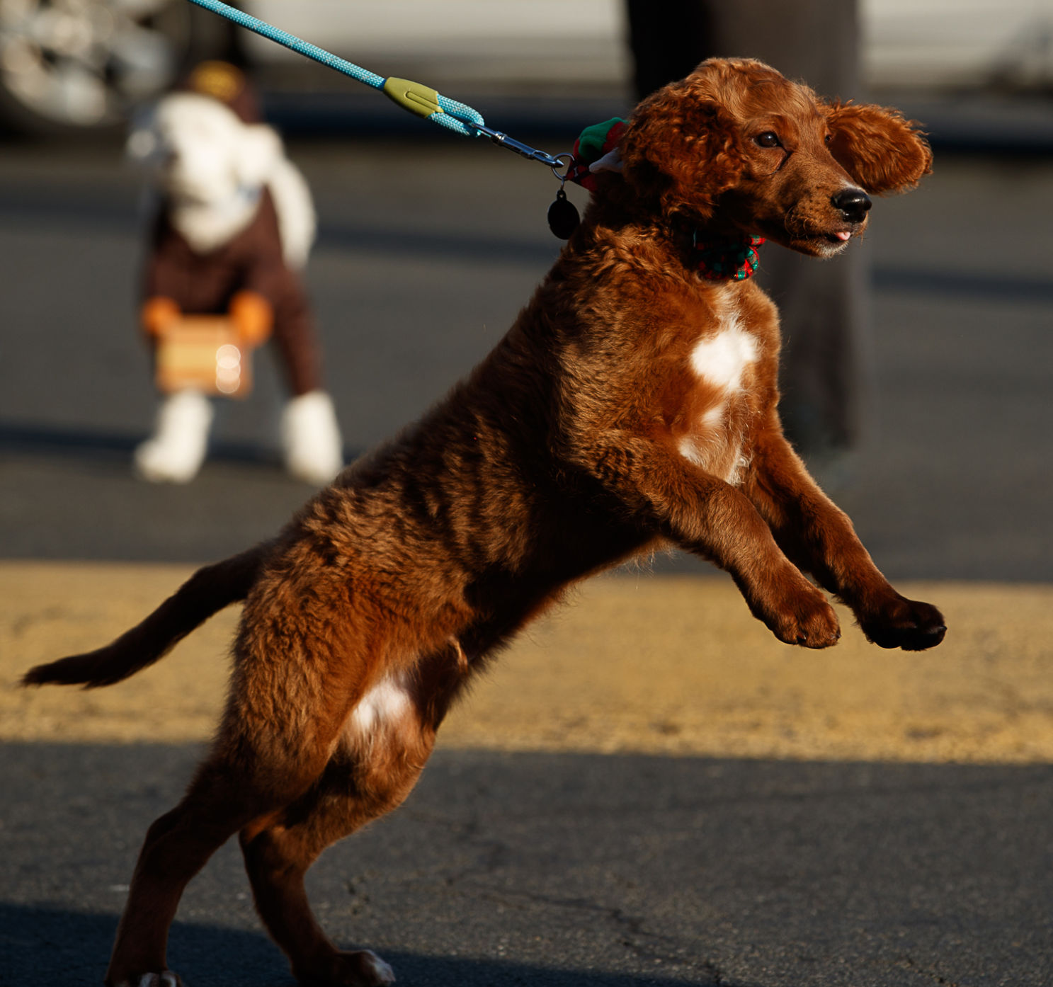 2019 McLean Reindog festivities